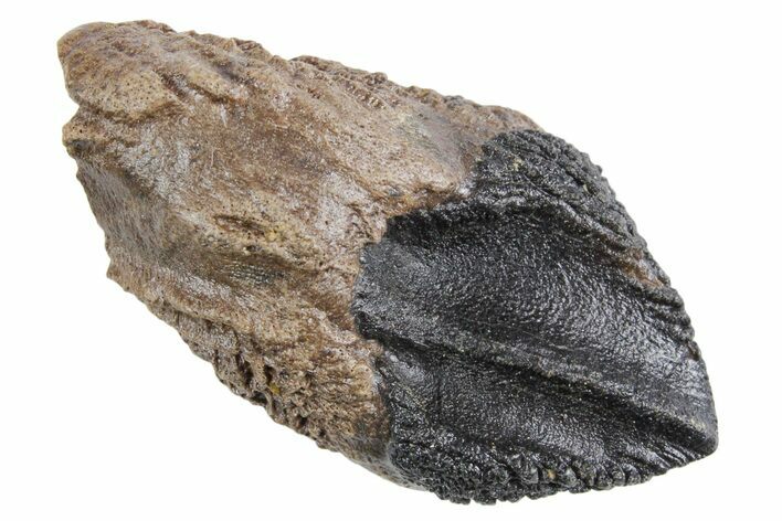 Fossil Triceratops Tooth with Partial Root - Wyoming #358261